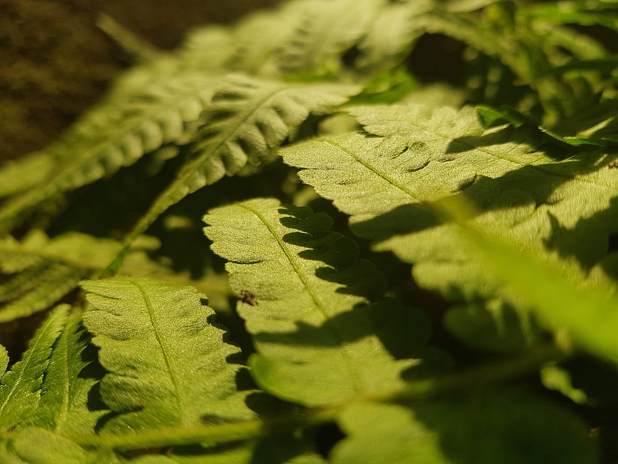 Close-up of green fern leaves with sunlight and shadows