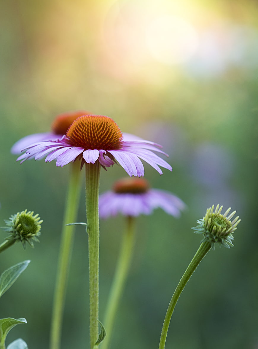 Purple Coneflower Bloom in Sunlit Garden