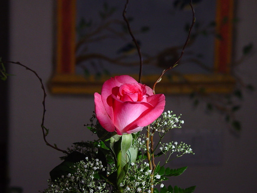 Pink Rose with Baby's Breath in Floral Arrangement