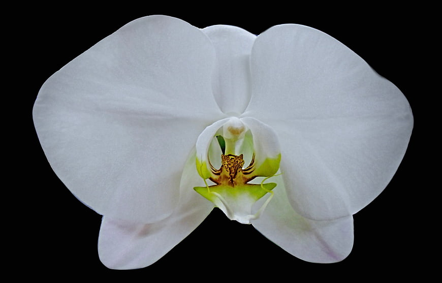 White Orchid Flower on Black Background