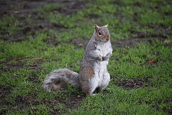 Grey squirrel standing on hind legs in grassy field