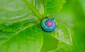 Macro of vibrant blue and pink snail shell on green leaf