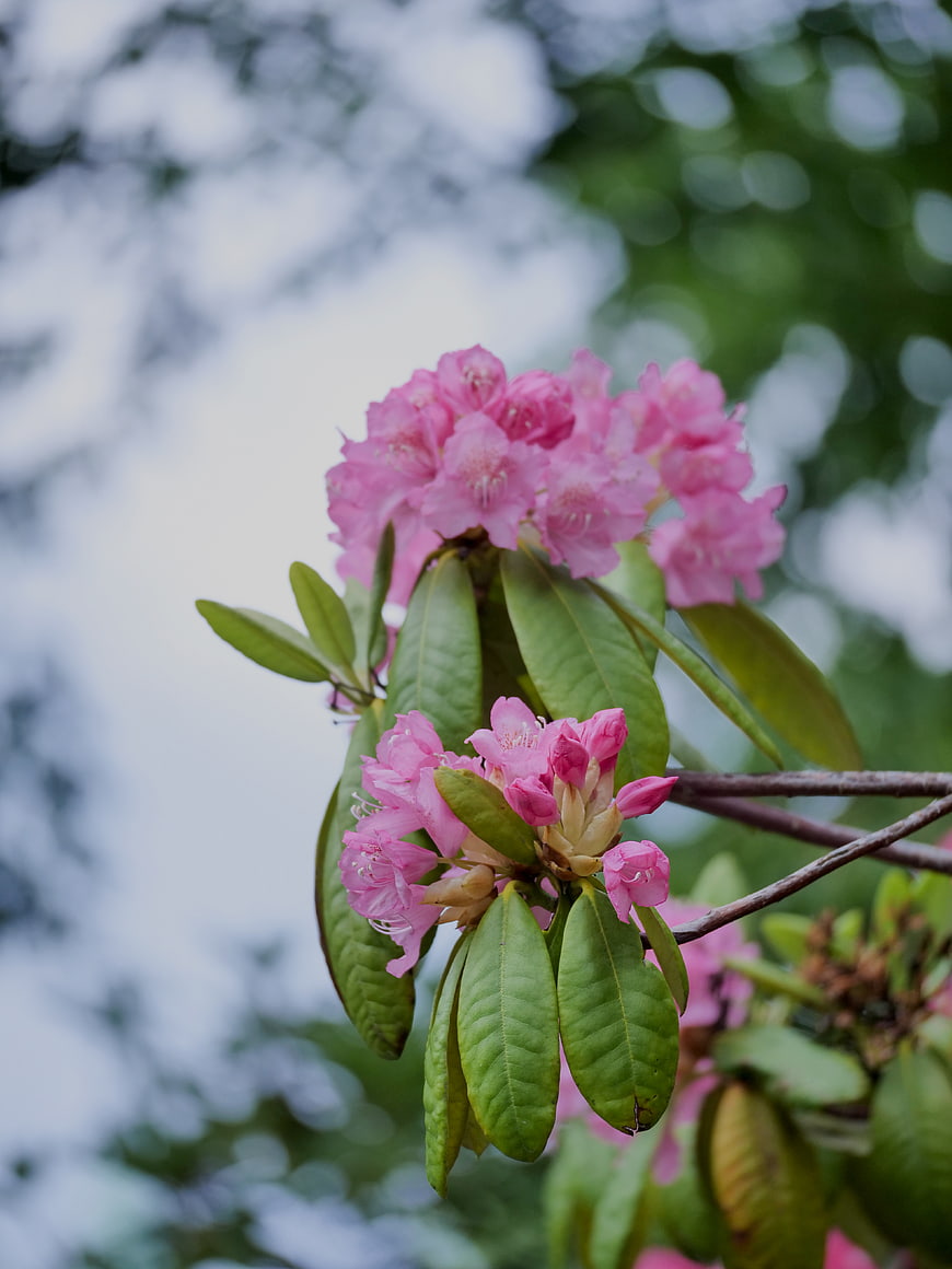 Pink Rhododendron Flowers on Branch with Green Leaves