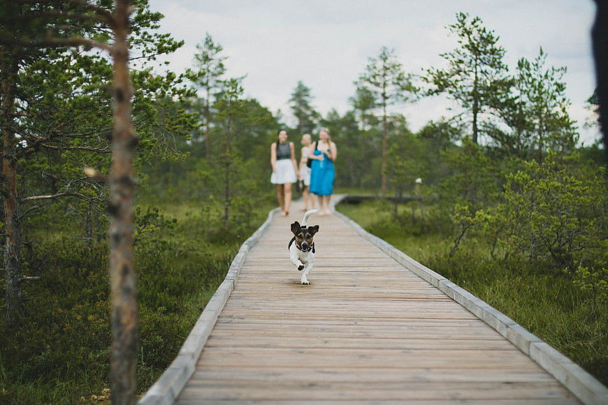 Small Dog Running on Wooden Boardwalk in Forest