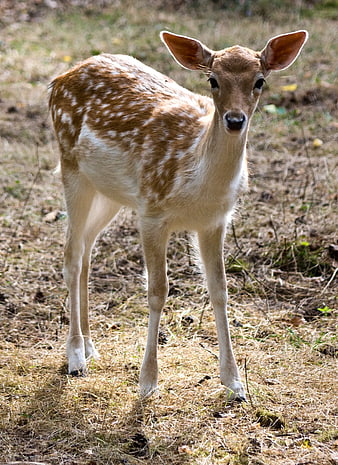 Young Spotted Fawn Standing in Grassy Field