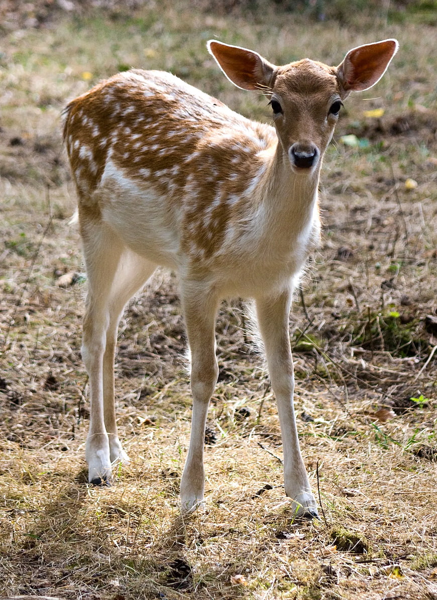 Young Spotted Fawn Standing in Grassy Field