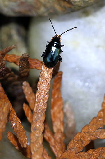 Macro shot of a glossy black beetle on dried brown plant stem