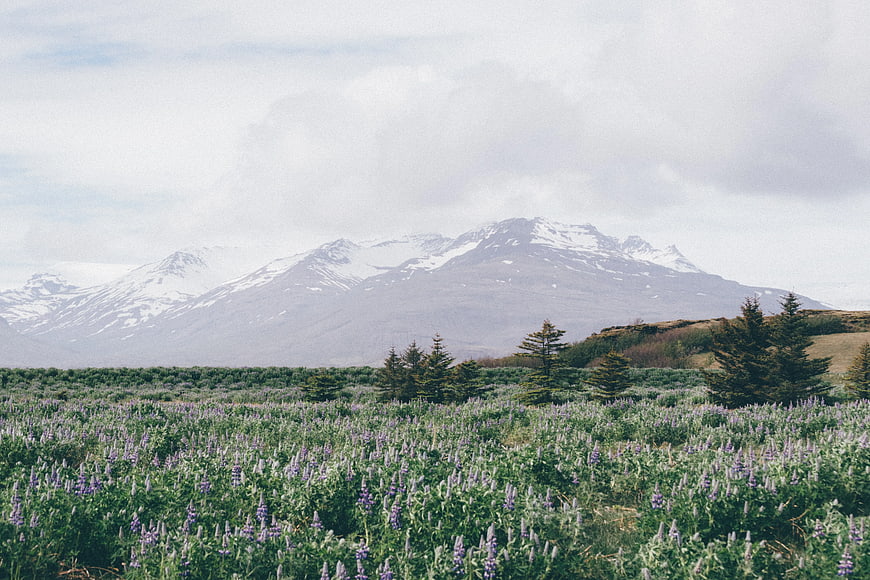 Wild Lupine Field with Snow-Capped Mountains