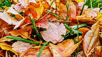 Close-up of wet autumn leaves on green grass