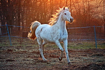 White Arabian Horse Trotting in Paddock at Sunset