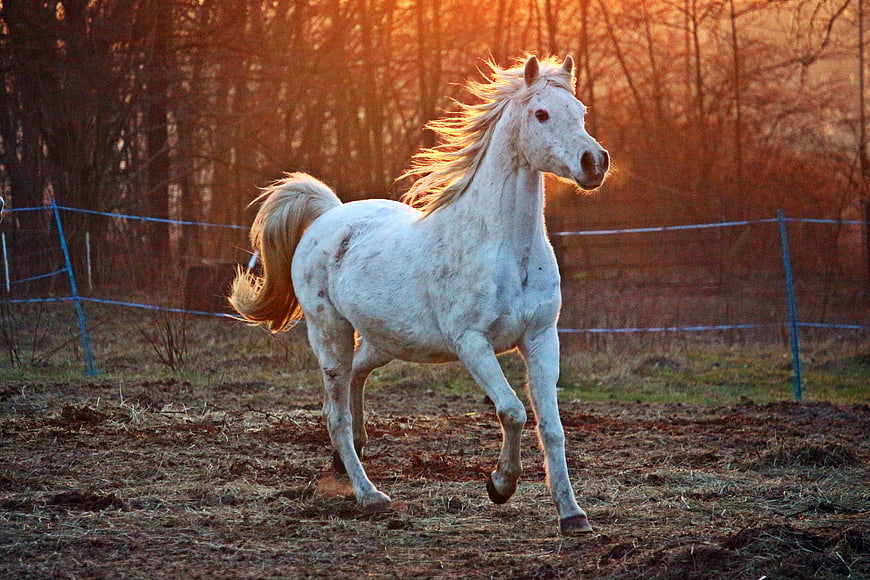 White Arabian Horse Trotting in Paddock at Sunset