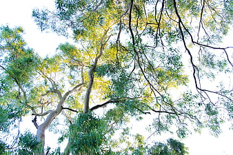 Low angle view of eucalyptus tree canopy against bright sky