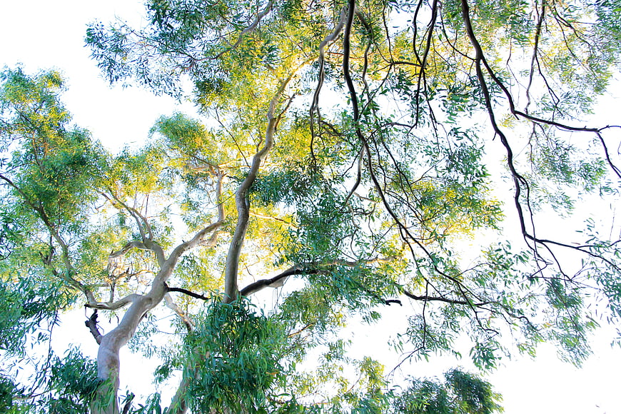 Low angle view of eucalyptus tree canopy against bright sky
