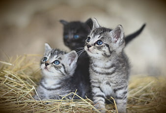 Three Cute Tabby and Black Kittens in Hay