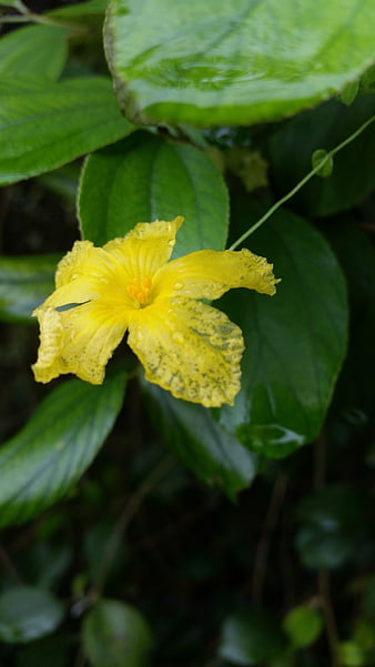 Yellow Bitter Melon Flower with Raindrops on Green Leaves