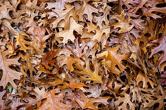 Close-up texture of dried brown oak leaves in autumn