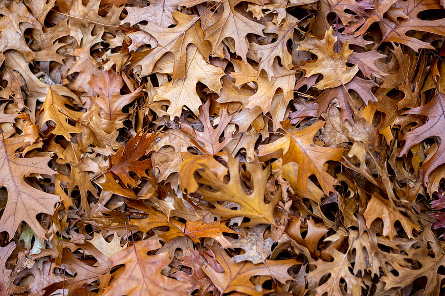 Close-up texture of dried brown oak leaves in autumn