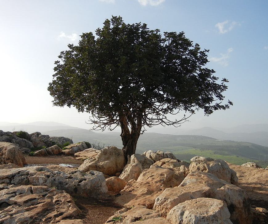 Lone Tree Growing on Rocky Hillside with Distant Mountain View