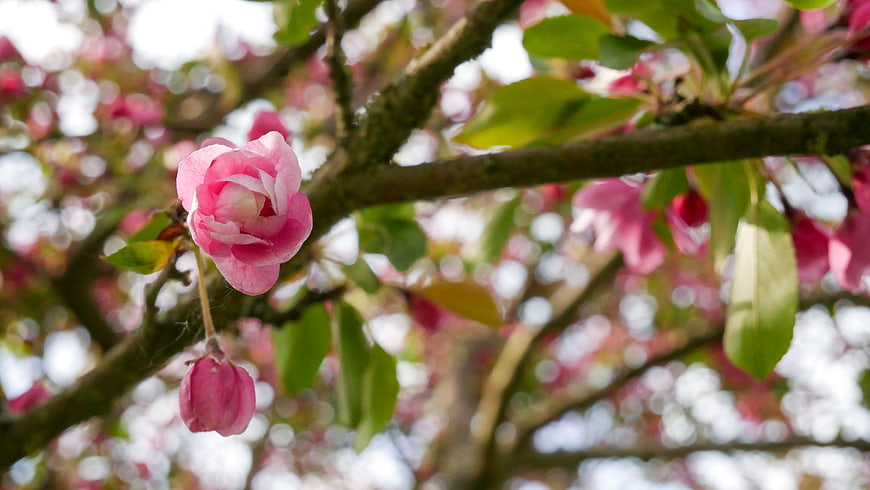 Pink Apple Blossom Close-Up on Branch