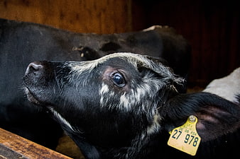 Close-up of a black and white calf with ear tag in barn