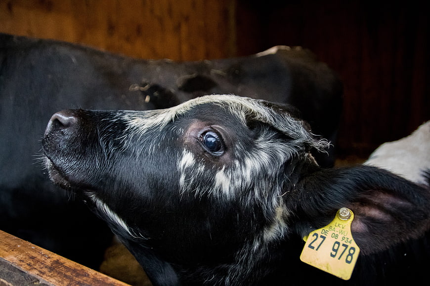 Close-up of a black and white calf with ear tag in barn