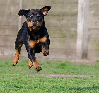 Rottweiler Dog Leaping Through The Air On Green Grass