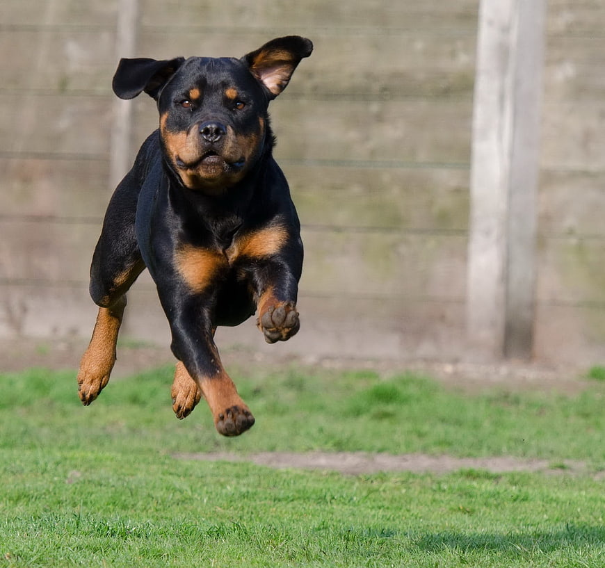 Rottweiler Dog Leaping Through The Air On Green Grass