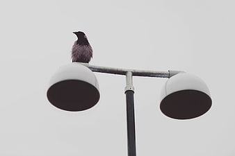 Black bird perched on street lamp against gray sky
