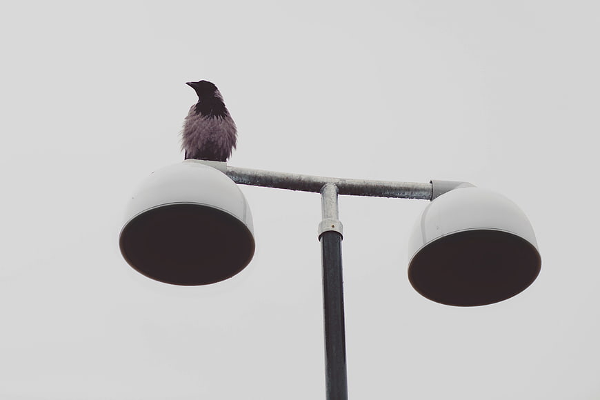 Black bird perched on street lamp against gray sky