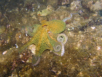 Green Octopus Camouflaged on Rocky Seabed Underwater