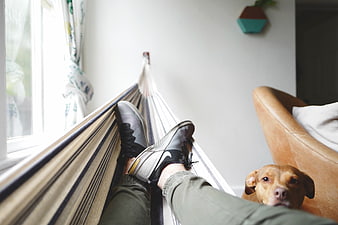 Relaxing in Indoor Hammock with Dog