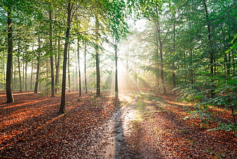 Sunbeams shining through trees on a forest path in autumn