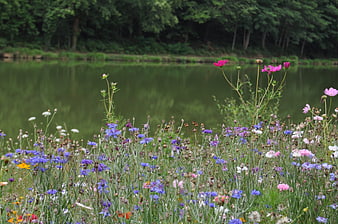 Colorful wildflower meadow by a calm lake in summer