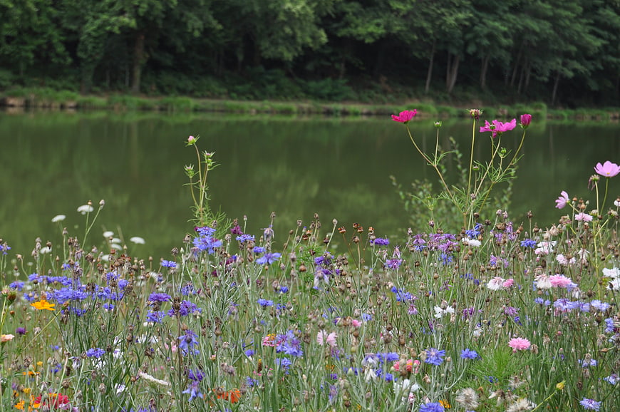 Colorful wildflower meadow by a calm lake in summer