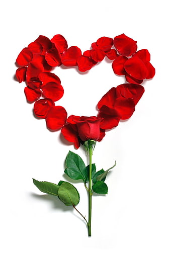 Red Rose Heart Shape on White Background
