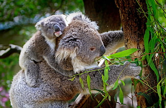 Mother Koala with Baby on Back Eating Eucalyptus Leaves