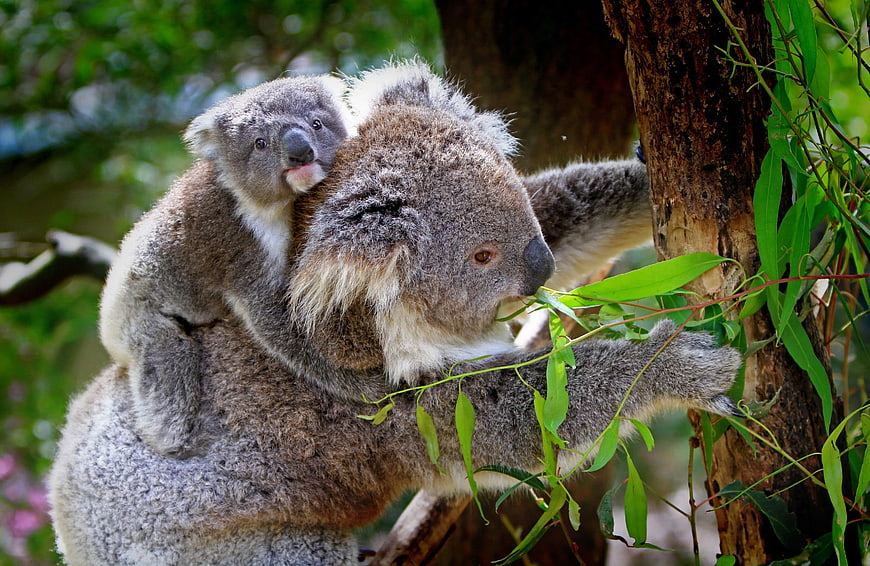 Mother Koala with Baby on Back Eating Eucalyptus Leaves
