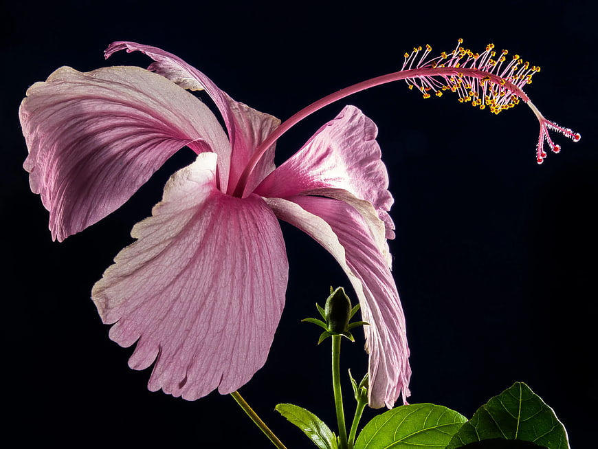 Pink Hibiscus Flower on Black Background