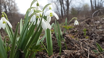 White Snowdrops Blooming in Early Spring Forest