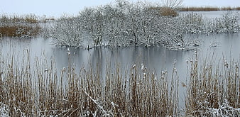 Serene Winter Wetland with Snowy Reeds and Frozen Water
