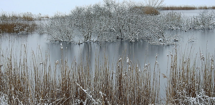 Serene Winter Wetland with Snowy Reeds and Frozen Water