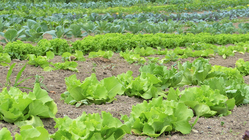 Rows of fresh green lettuce growing in an organic vegetable garden