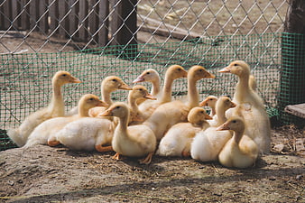 Cute yellow ducklings huddled together in a farm enclosure