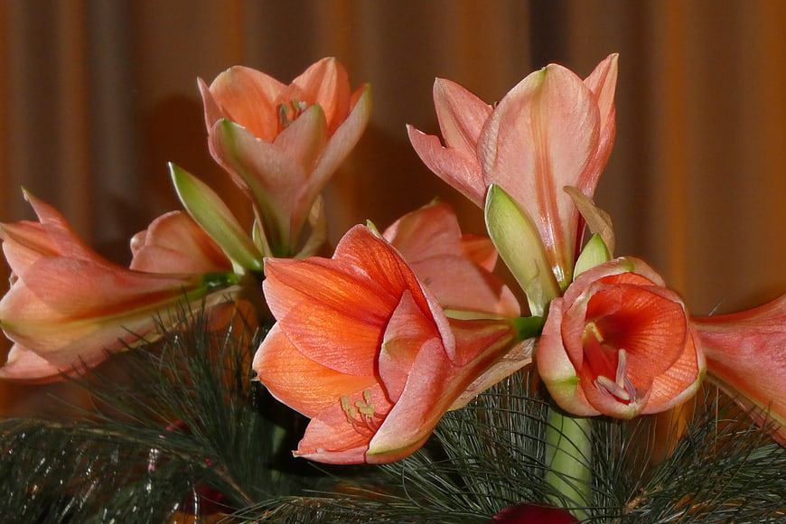 Close-up of vibrant orange amaryllis flowers with pine needles