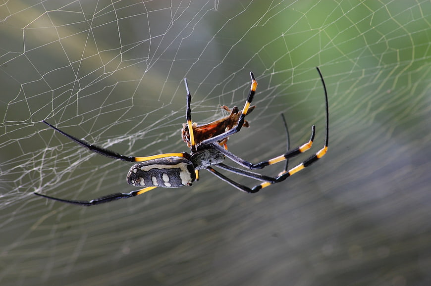 Close-up of a Yellow Garden Spider on Web