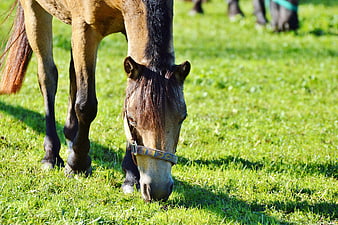 Brown Horse Grazing in Green Meadow