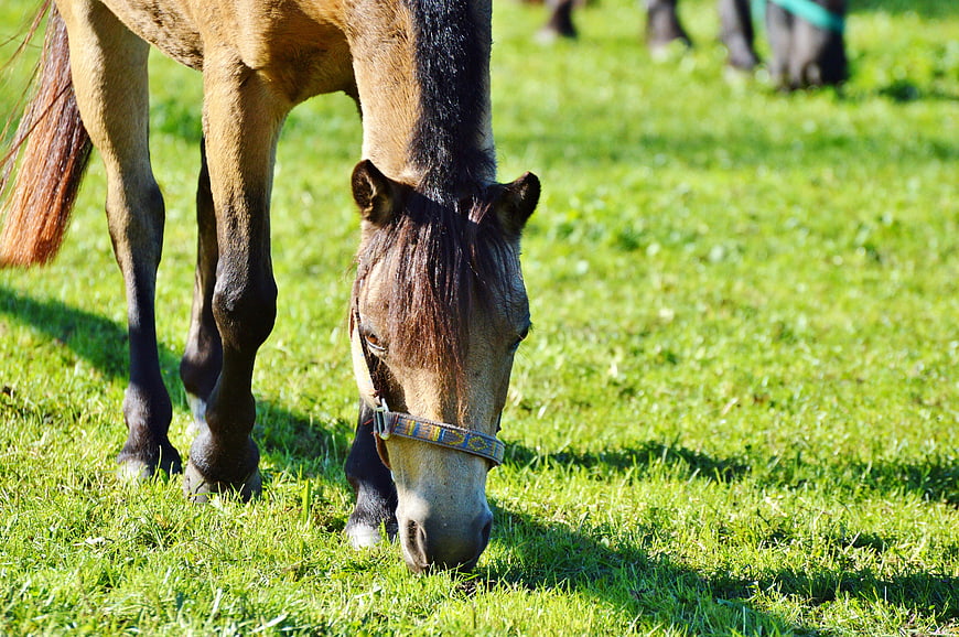Brown Horse Grazing in Green Meadow