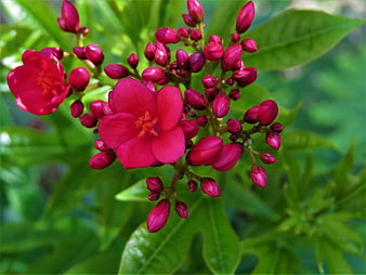 Vibrant Red Plumeria Flowers and Buds on Green Leaves