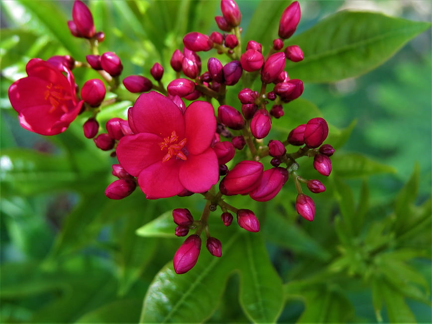 Vibrant Red Plumeria Flowers and Buds on Green Leaves
