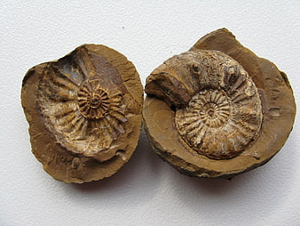 Two Ammonite Fossils Embedded In Brown Limestone Rock
